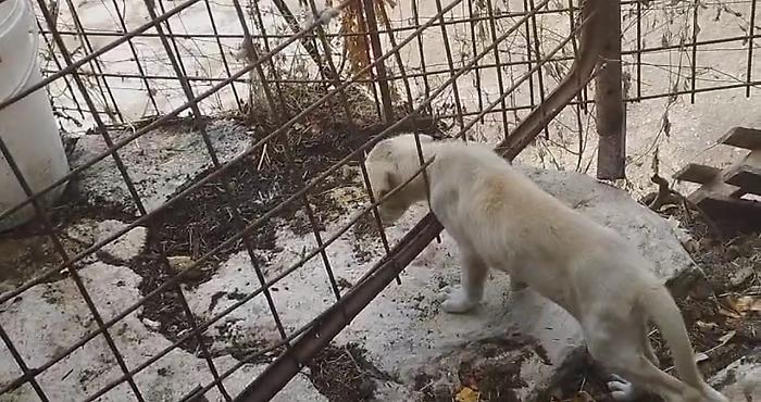 Modica, il canile era un lager: sequestrati tredici cani tenuti tra degrado e maltrattamenti
