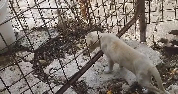 Modica, il canile era un lager: sequestrati tredici cani tenuti tra degrado e maltrattamenti