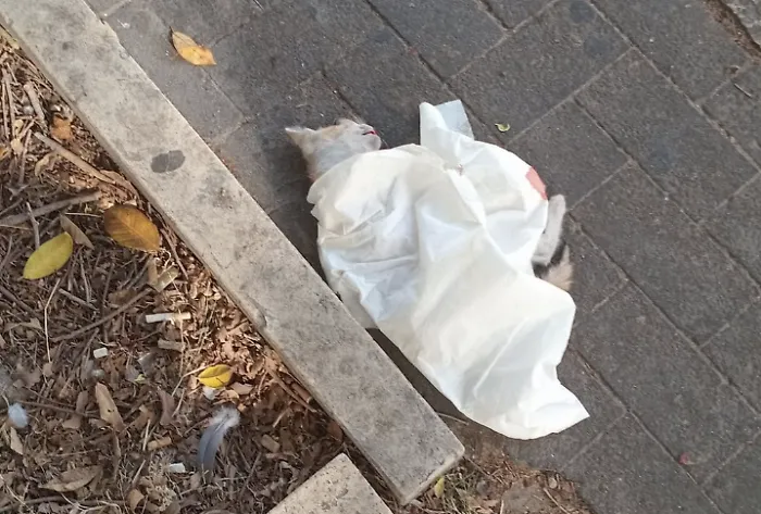 Marina di Ragusa, la morte di un gattino e l'indifferenza dei passanti