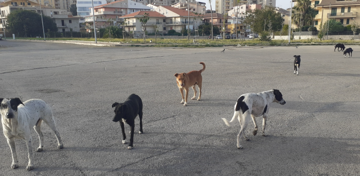 La Regione siciliana vara il decreto sul randagismo: regole chiare per recupero, affido e adozione dei cani