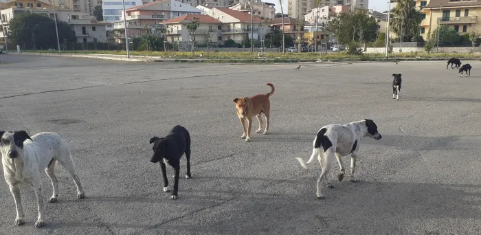 La Regione siciliana vara il decreto sul randagismo: regole chiare per recupero, affido e adozione dei cani