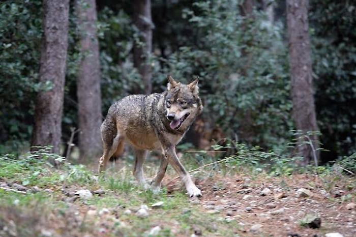 Orrore in giardino a Camaiore: lupo punta bimbo di due anni, salvato dal cane di famiglia