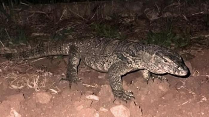 Faccia a faccia col lucertolone gigante: allarme nelle campagne lombarde per il rettile misterioso 