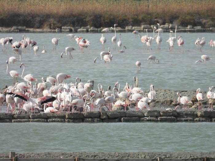 Storico traguardo: il fenicottero rosa nidifica per la prima volta nella Riserva delle Saline di Trapani e Paceco