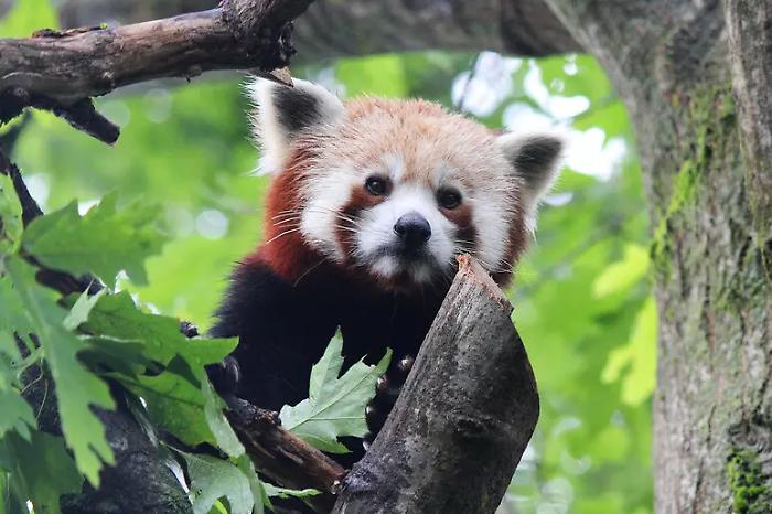 Addio Haiku, il secondo panda rosso pi&ugrave; anziano d'Italia