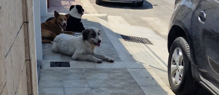 Scoglitti, branco di randagi assale un ragazzino. L'intervento del nonno evita il peggio