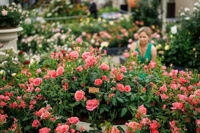In Sicilia i fiori diventano mestiere: il riconoscimento del flower designer apre una nuova stagione per formazione, eventi e impresa