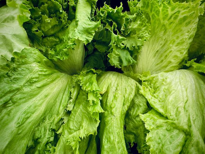 Ciclosporiasi, negli Usa 18mila casi: cos'&egrave;, sintomi e il focolaio legato alla lattuga