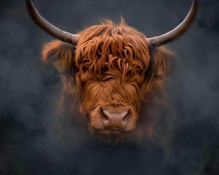 Incornato da un toro, agricoltore muore tra Gangi e Geraci Siculo