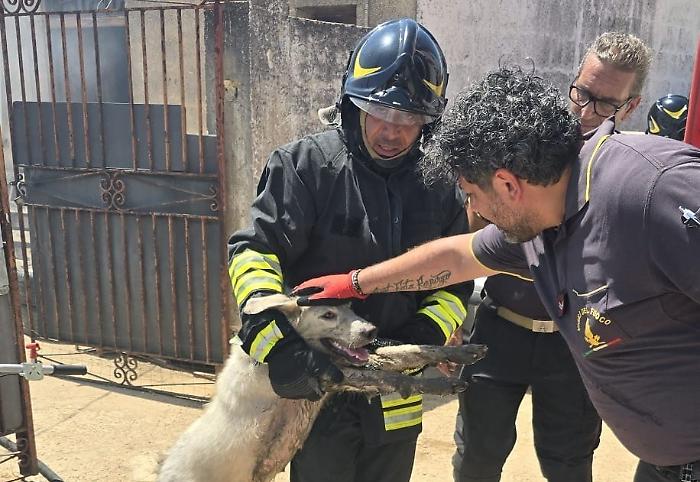 Incendio devasta un&rsquo;officina a Menfi, sette cani intrappolati tra fumo e bombole a rischio esplosione: tutti salvi