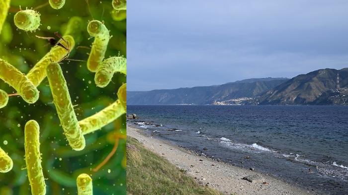 Vibrio vulnificus, il &ldquo;batterio mangiacarne&rdquo; nello Stretto: cosa sappiamo davvero e quanto &egrave; il rischio in Sicilia