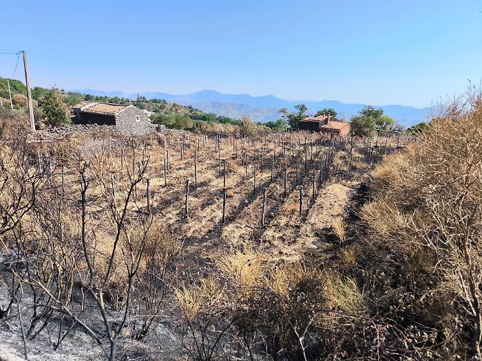 incendi piedimonte vigna