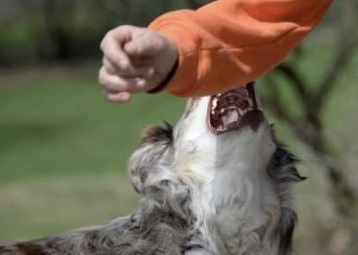 Sampieri, cane morde bambino: paura sul lungomare