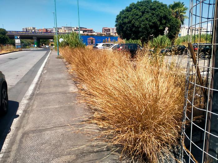 &laquo;Non possiamo coprire tutta la citt&agrave;&raquo;: l'ammissione dell'assessore Petralia sul verde a Catania