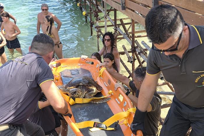 Tartaruga Caretta Caretta in difficolt&agrave; salvata dai vigili del fuoco all&rsquo;Arenella