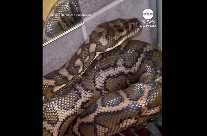 Un pitone "scatenato" distrugge il bagno di una casa australiana