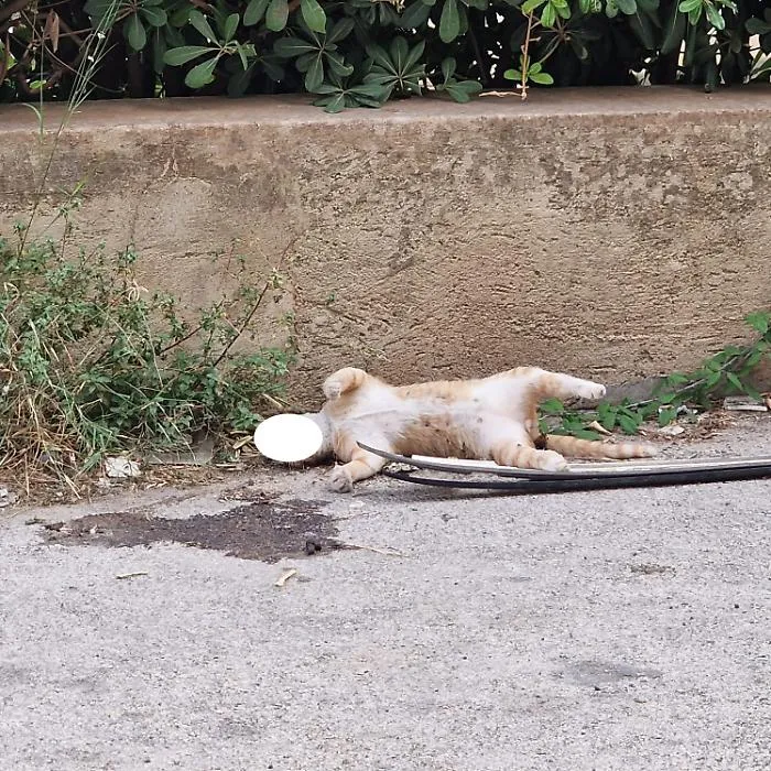 Modica, gatto trovato morto. Lav accusa: "Presunto atto di crudelt&agrave;"