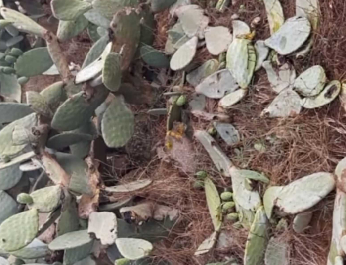 Allarme cinghiali: scendono in campo i cacciatori 