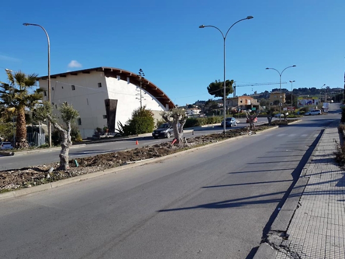 San Cataldo, proposto un regolamento per la raccolta delle olive: &laquo;Sono dei semi di comunit&agrave;&raquo;