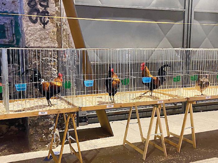 Palermo, cantieri culturali della Zisa: una mostra e una gara di colombi e galline nelle sale dedicate ai libri