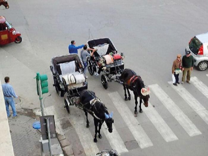 &laquo;Il caldo non &egrave; una calamit&agrave; naturale&raquo;, tutte le ombre del sussidio da 1.500 euro ai vetturini di Palermo