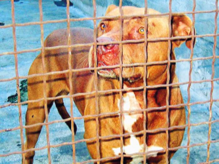 Canili privati, ancora debiti e appalto della discordia