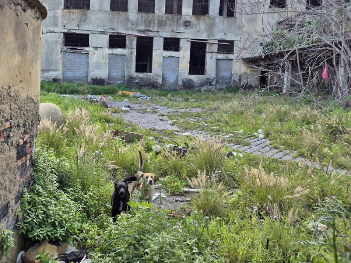 Morta nel rudere, &laquo;Non uccisa con un punteruolo ma sbranata dai cani randagi&raquo;