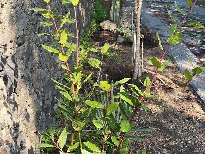 Nuove piante a dimora al posto delle lastre di amianto
