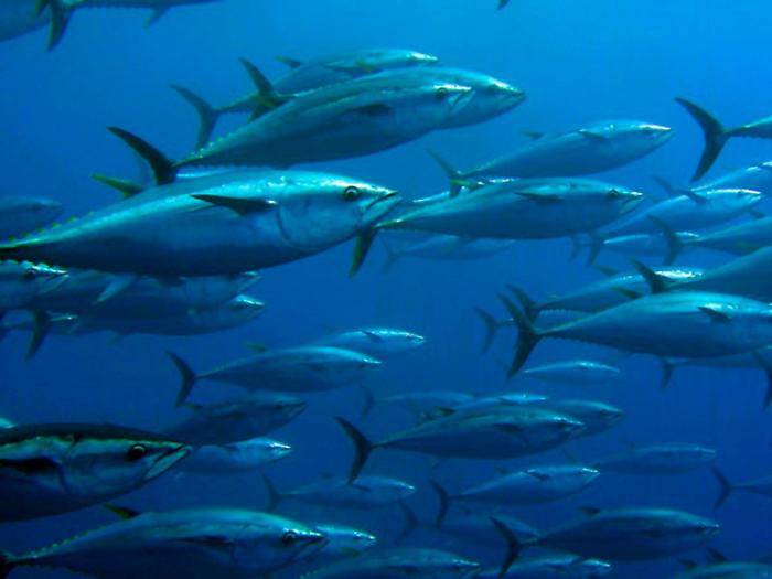 Tonno rosso, alla Sicilia il 50% delle quote. Il governo: &laquo;Lavoriamo per allargare la cassa integrazione alla pesca&raquo;