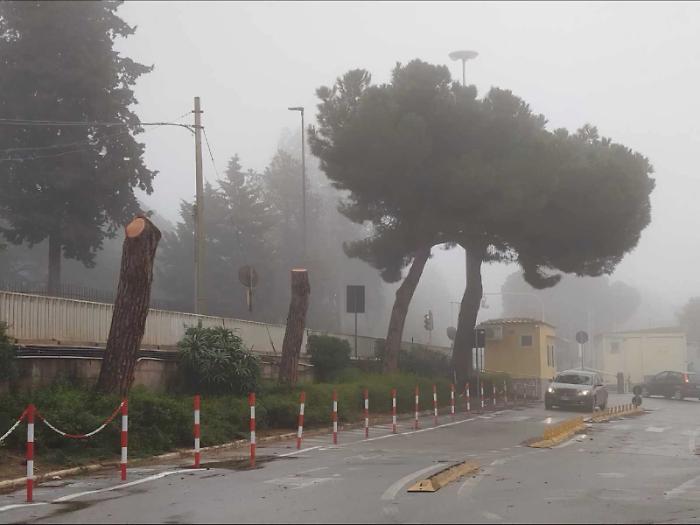 &laquo;Alberi tagliati e ascensori inutilizzabili all'ospedale&raquo;