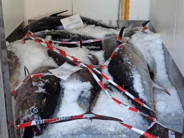 Sequestrati 9 esemplari di tonno rosso