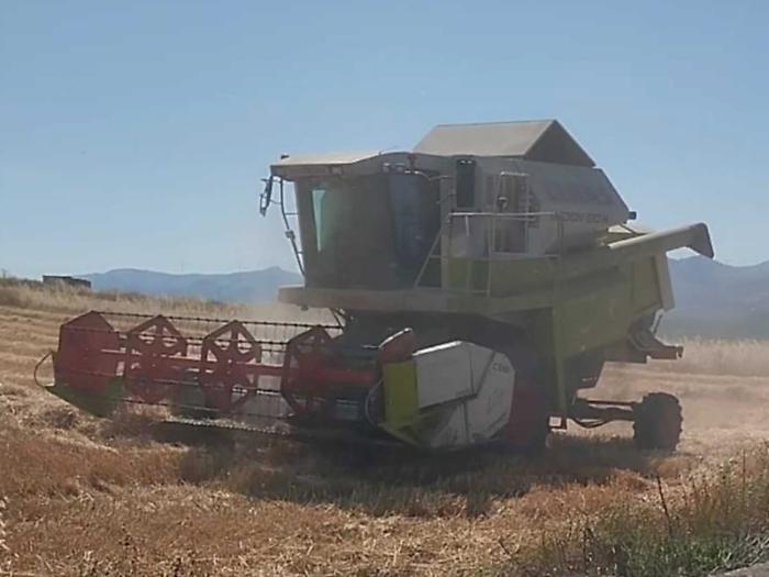 Grano, allarme della Cia: &laquo;Prezzi ancora al ribasso e raccolto dimezzato&raquo;