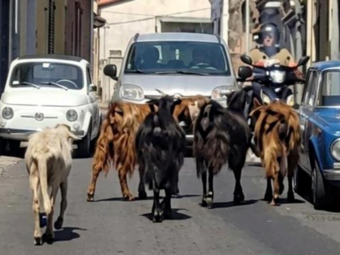 Gregge di pecore invade via Etnea: centauro travolto cade sull&rsquo;asfalto