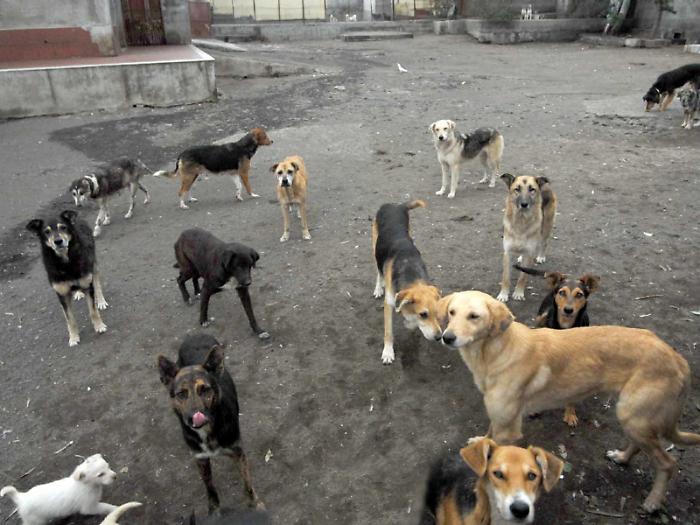&laquo;Quelli di Nova Entra non erano canili lager&raquo;. La sentenza a Catania