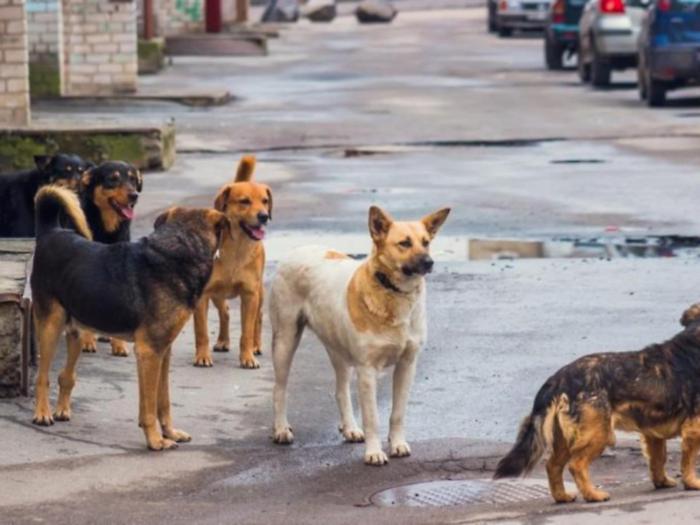 Record di 865 cani randagi nel rifugio a Caltanissetta : spesa comunale verso il raddoppio, gara ancora ferma