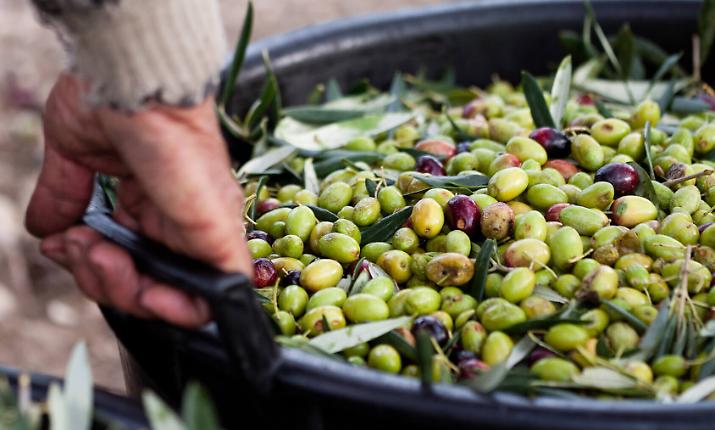 La Sicilia &egrave; la seconda regione d'Italia per produzione di olio, ma il picco della produzione &egrave; ancora lontano