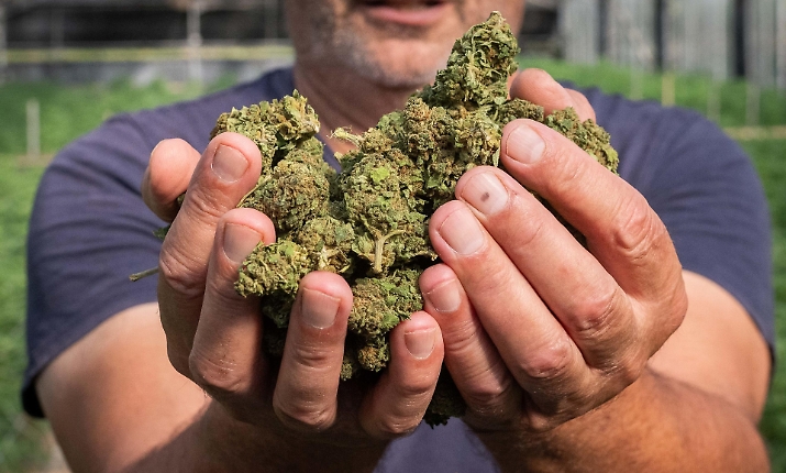 Cannabis light, il governo fa marcia indietro: torna la vendita, ma con una maxi imposta. Cosa cambia davvero