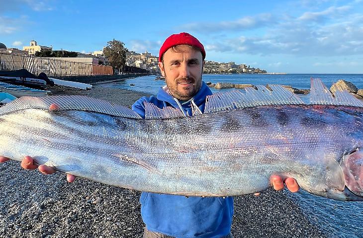 La creatura che si "difende" come un mollusco: perch&eacute; il ritrovamento del pesce liocorno a Milazzo &egrave; un evento eccezionale