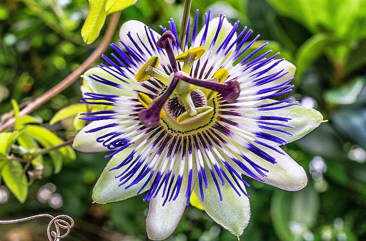 Il fiore &ldquo;misterioso&rdquo; della Pasqua: la passiflora e i simboli nascosti nella sua corolla