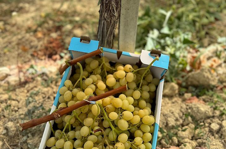 L'identikit dell'enoturista che arriva in Sicilia &egrave; prevalentemente straniero