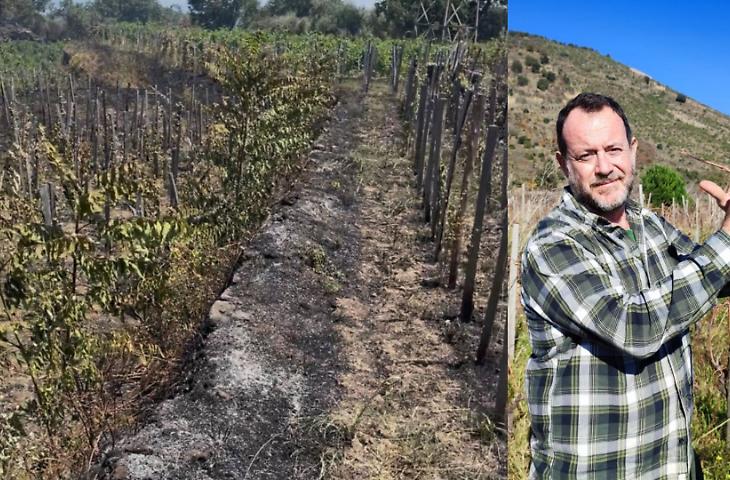 Incendio doloso distrugge le viti sull'Etna: &laquo;Non brucia solo un vigneto, brucia una storia di memoria agricola&raquo;
