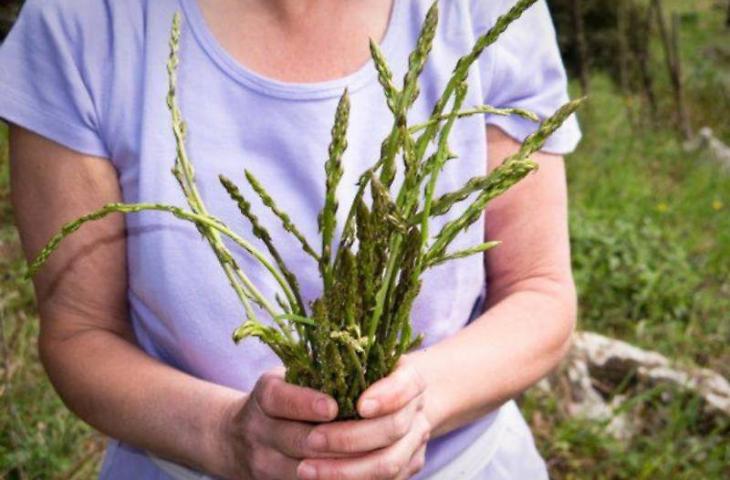 Una primavera perfetta per &ldquo;cogghiri viddura&rdquo; e riscoprire un&rsquo;arte antica, la partecipazione dei giovani a corsi e attivit&agrave;