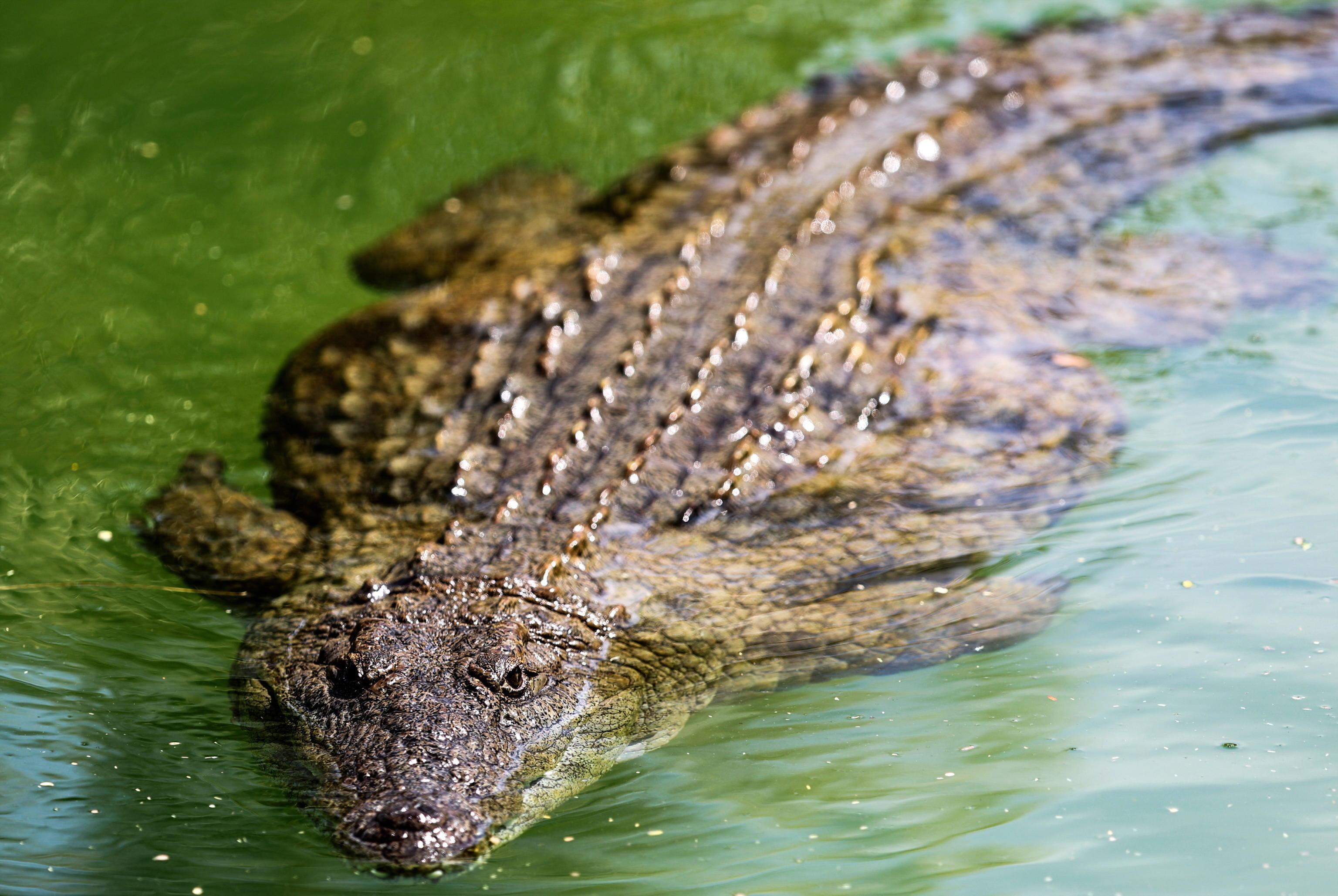 Photo of A missing fisherman in Australia was eaten by a crocodile