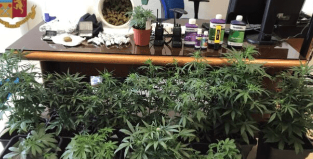Piante di marijuana scoperte nel Trapanese